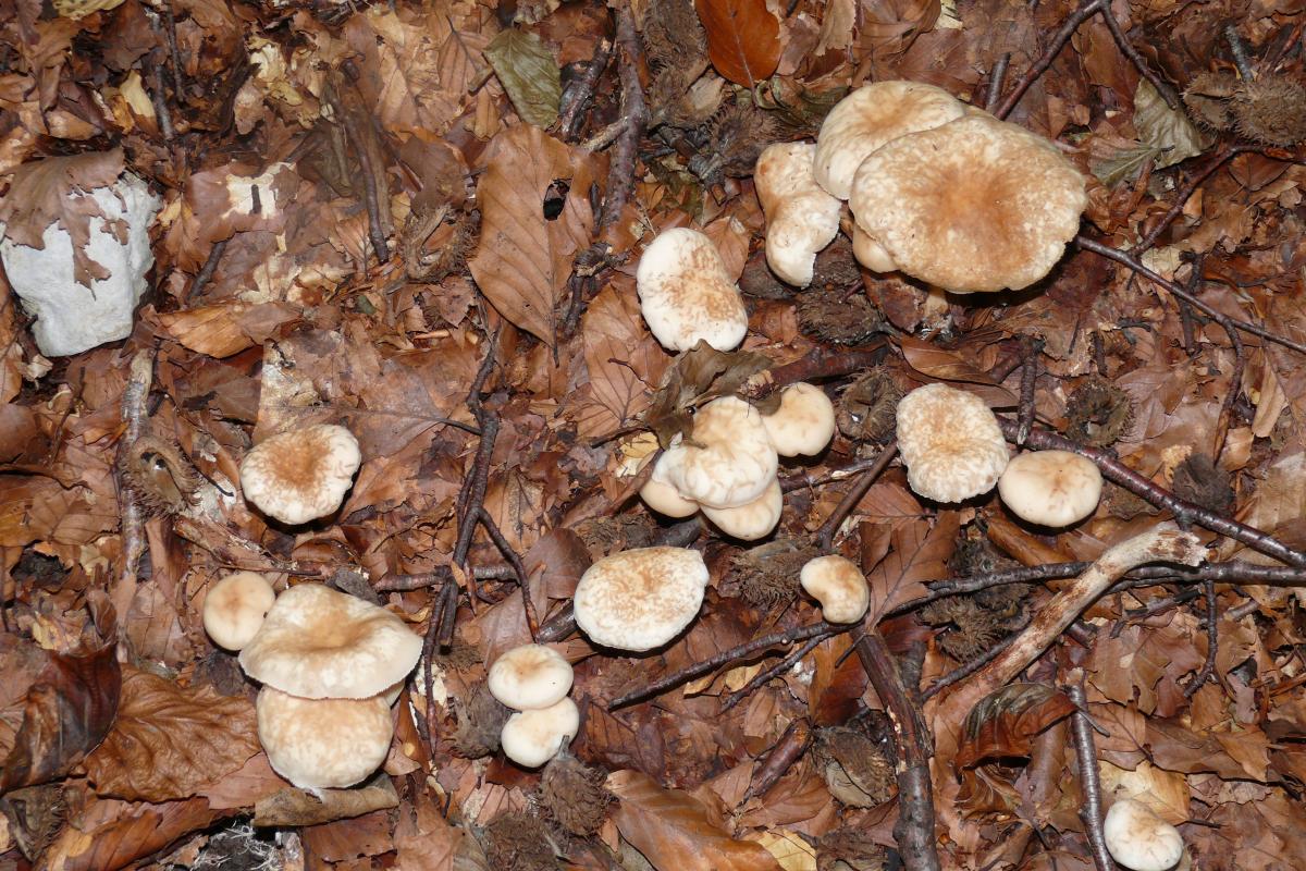 CLITOCYBE FRAGRANS