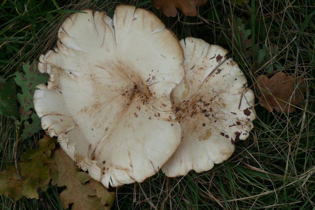 CLITOCYBE GEOTROPA