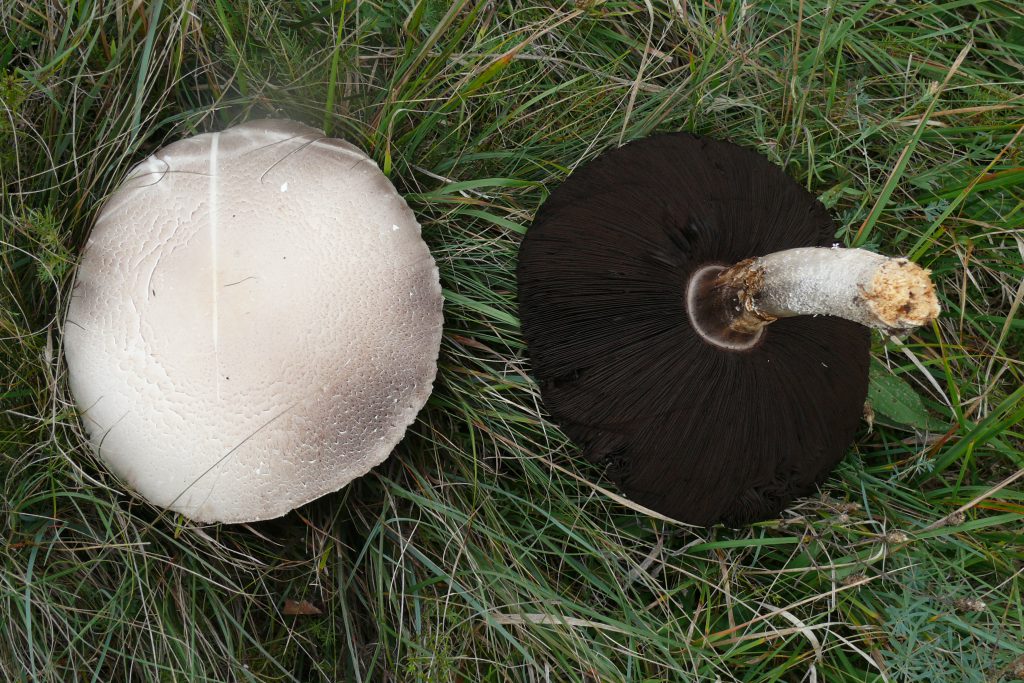 AGARICUS CAMPESTRIS