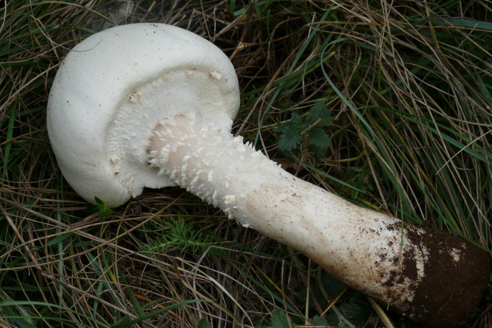 AGARICUS LEUCOTRICHUS