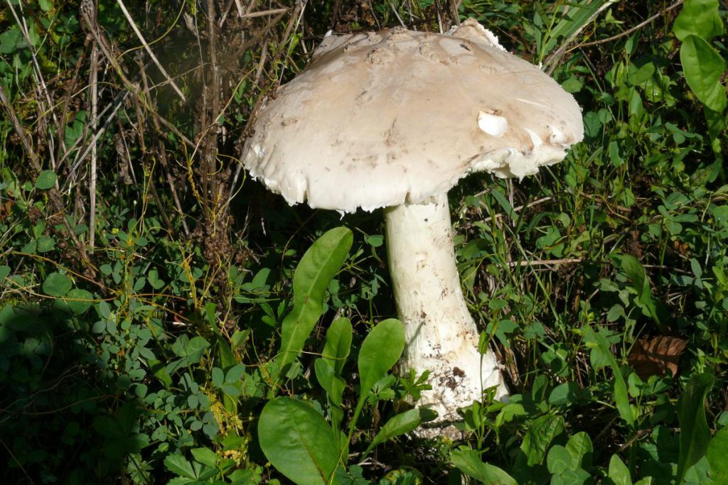 AMANITA VIROSA