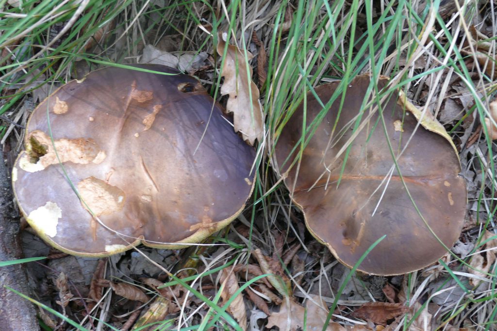 BOLETUS AEREUS