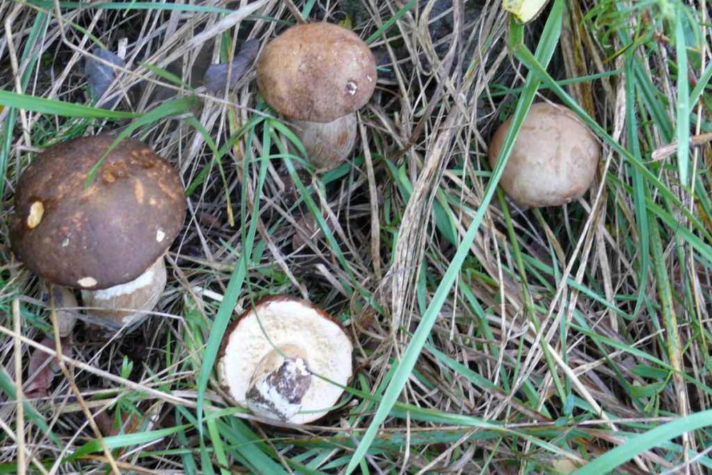 BOLETUS EDULIS