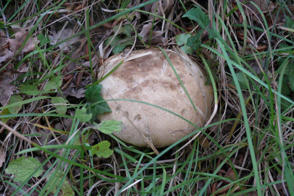 BOLETUS FECHTNERI