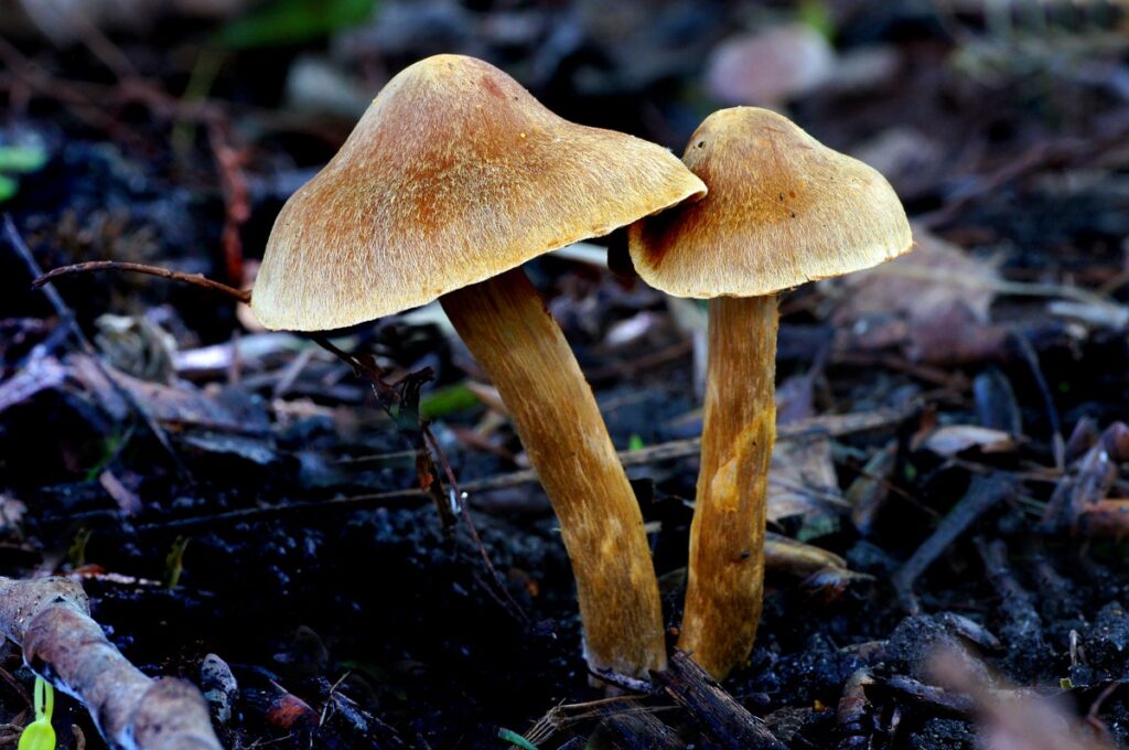 CORTINARIUS SPLENDENS