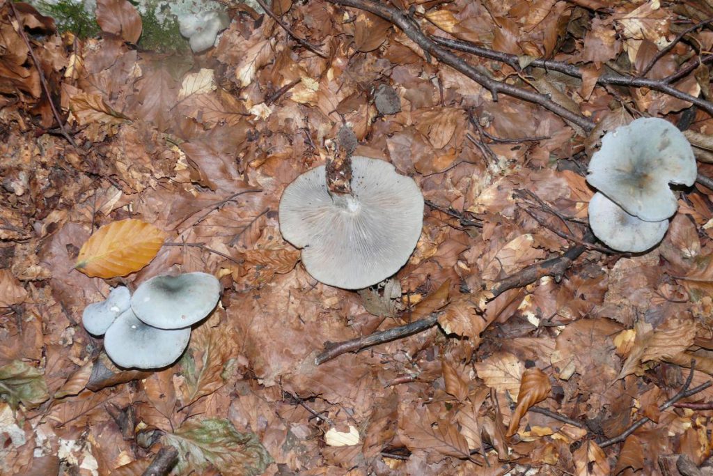 CLITOCYBE ODORA