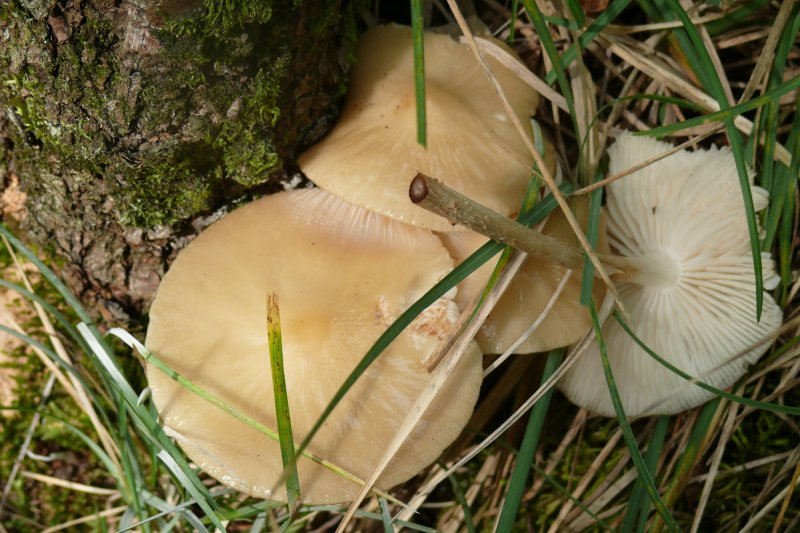 CLITOCYBE RADICELLATA