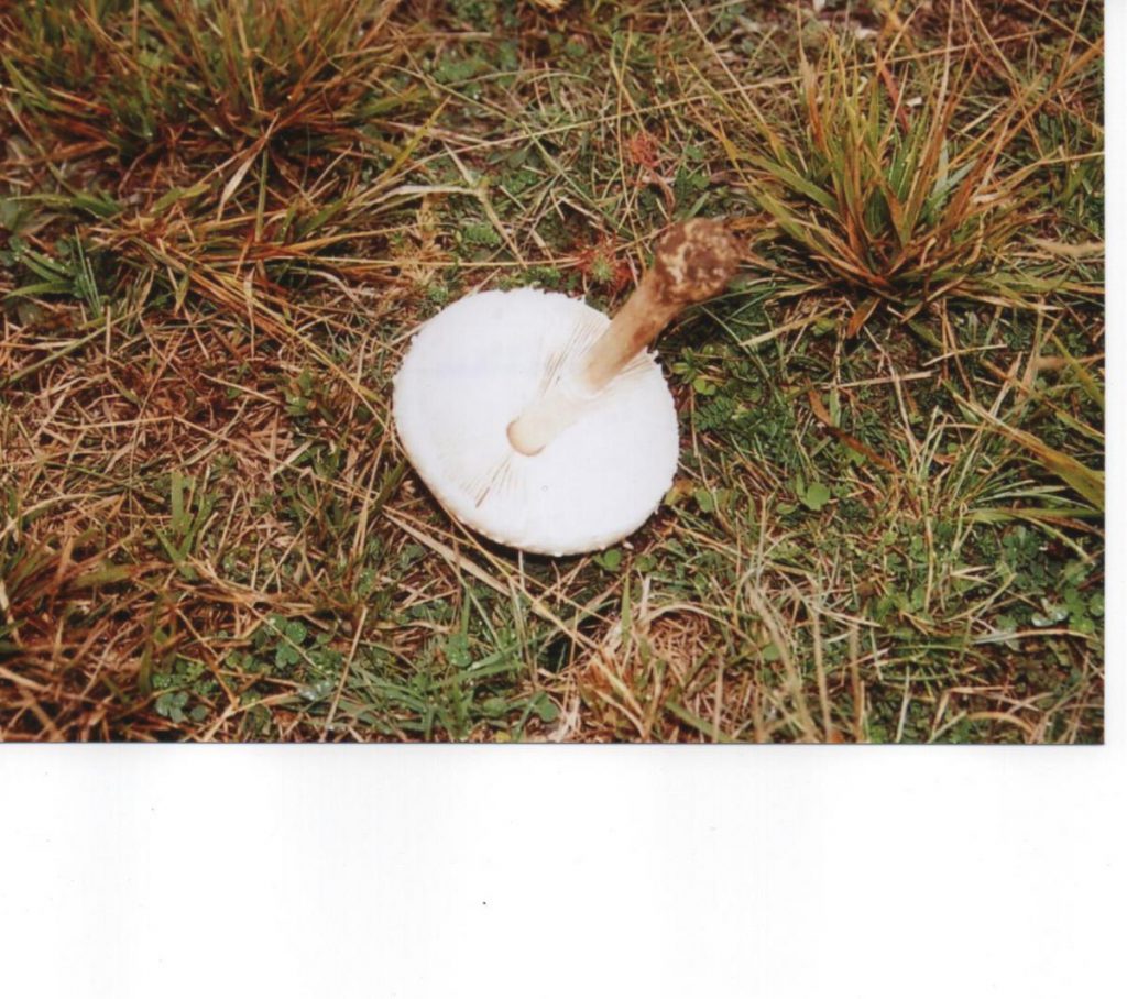 MACROLEPIOTA EXCORIATA