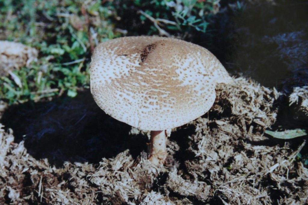 MACROLEPIOTA MASTOIDEA